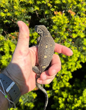 Load image into Gallery viewer, Baby Black Throat Monitor (2)