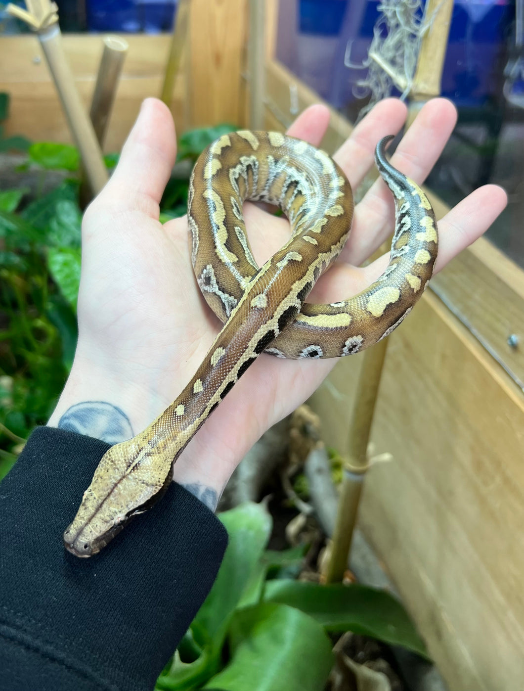 Baby Red Blood Python (Female 3)