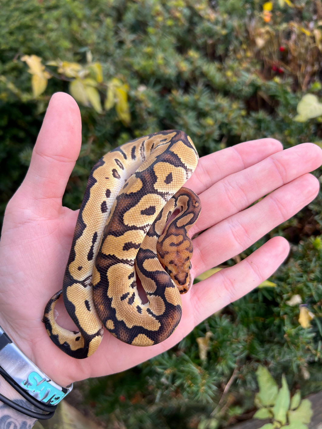 Baby Fire Clown Ball Python