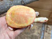Load image into Gallery viewer, 5” Albino Pink-Bellied Sideneck Turtle (Female 2)