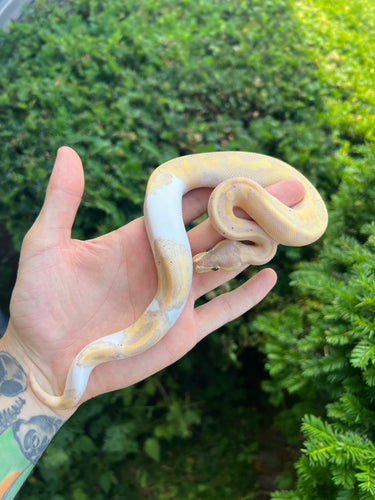Baby Pastel Banana Pied Ball Python (Male 1)
