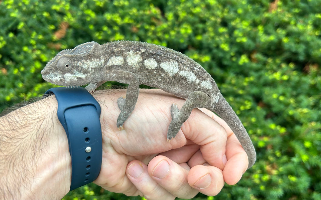 Adult Panther Chameleon (Female)