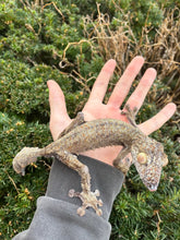 Load image into Gallery viewer, Adult Giant Leaf-tailed Gecko (1.1 Pair)