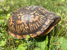 Load image into Gallery viewer, Adult Eastern Box Turtle (Female 1)