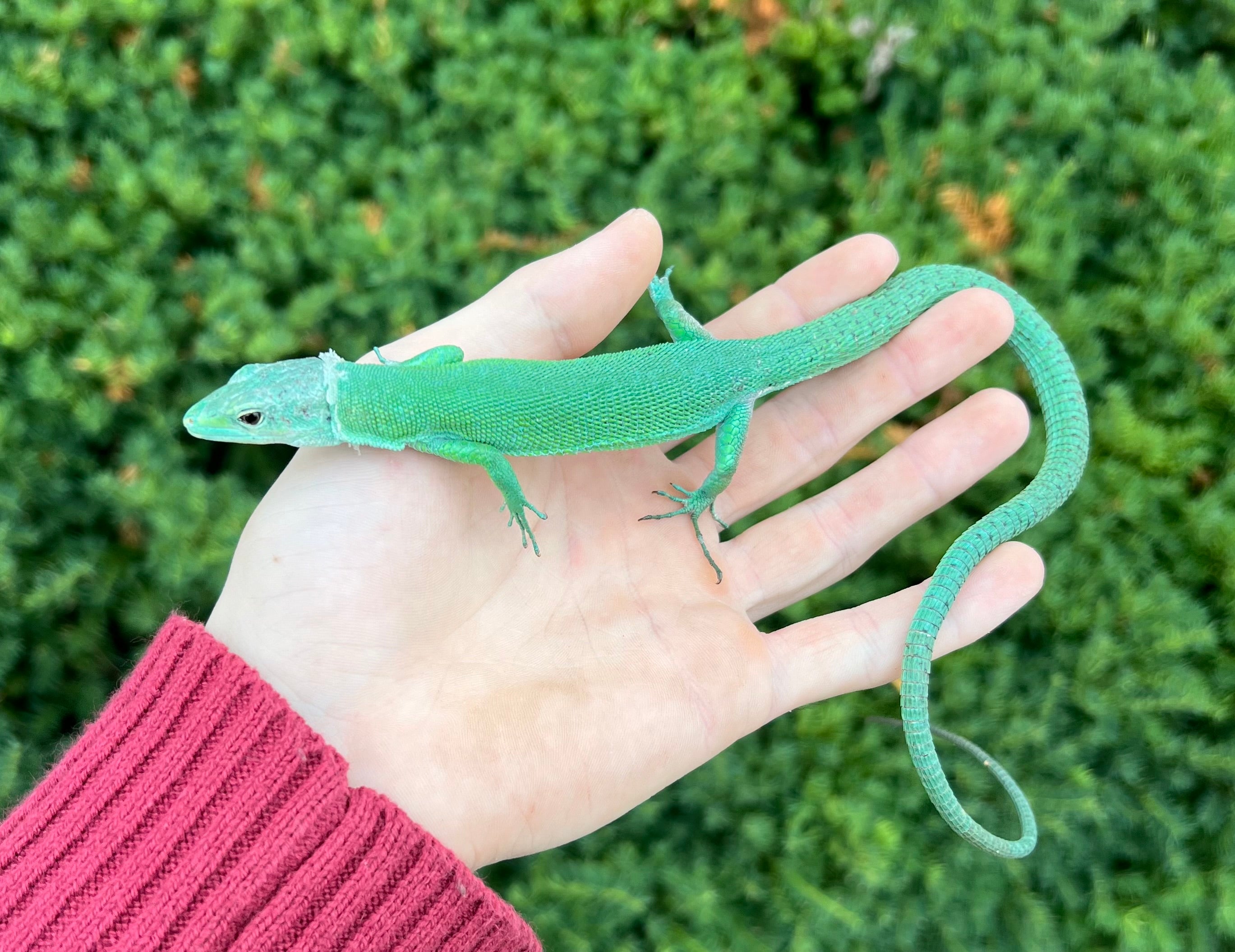 1.1 Adult Green Keeled Lizard (Pair 1) – Scales and Tails of Ohio