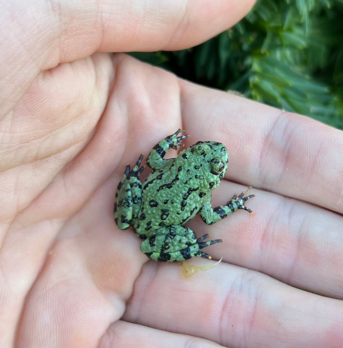 Fire-Bellied Toad – Scales and Tails of Ohio