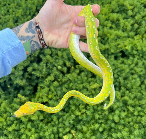 Green Tree Pythons – Scales and Tails of Ohio