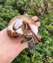 Load image into Gallery viewer, Baby Pied Ball Python (Female)