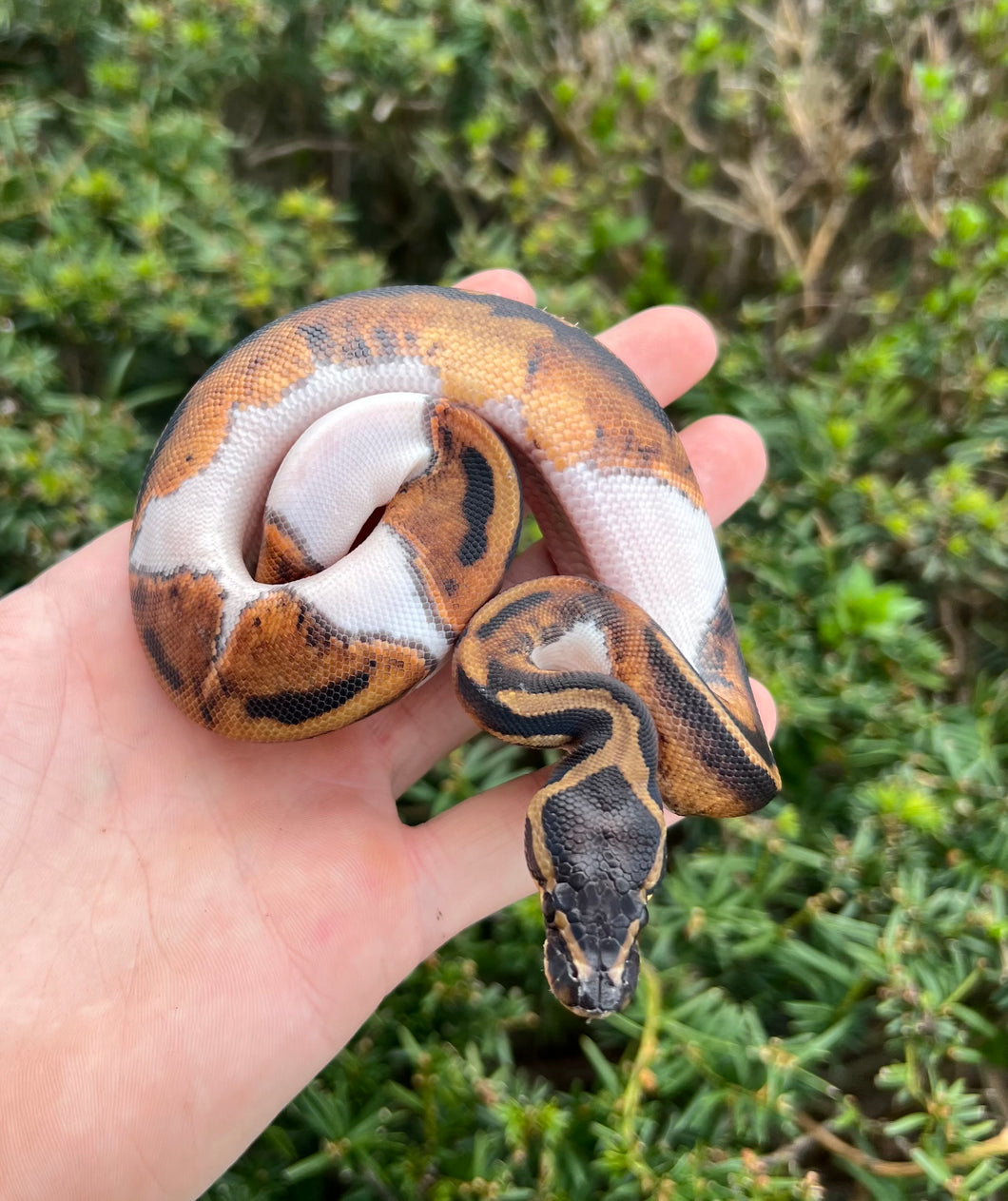 Baby Pied Ball Python (Female) Scales and Tails of Ohio