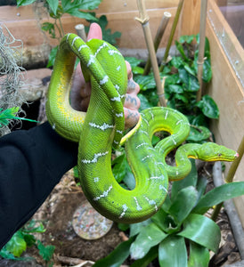 Adult Emerald Tree Boa (Male 1)
