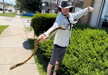 Load image into Gallery viewer, Adult Amazon Puffing Snake (Male)