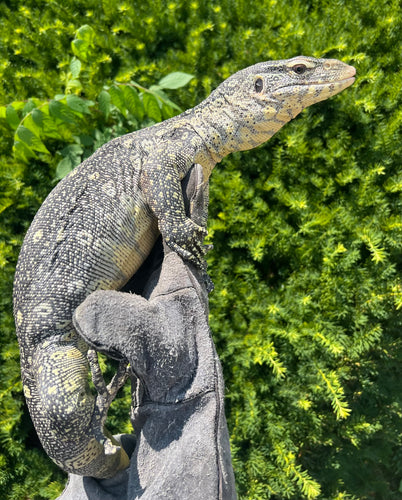 3’ Ornate Nile Monitor
