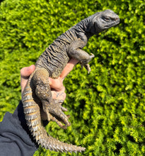 Load image into Gallery viewer, XL Adult Egyptian Uromastyx (1)