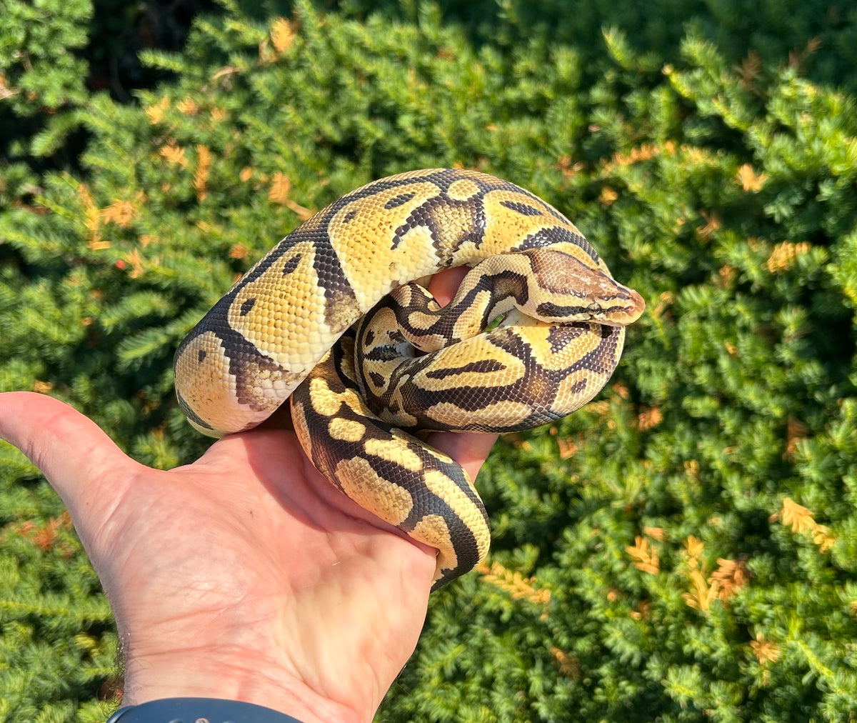 Sub Saharen Ball Python Sub-Adult Super Pastel Ball Python (Male) – Scales and Tails of Ohio