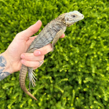 Load image into Gallery viewer, Juvenile Lewisi Rock Iguana (Male 2)