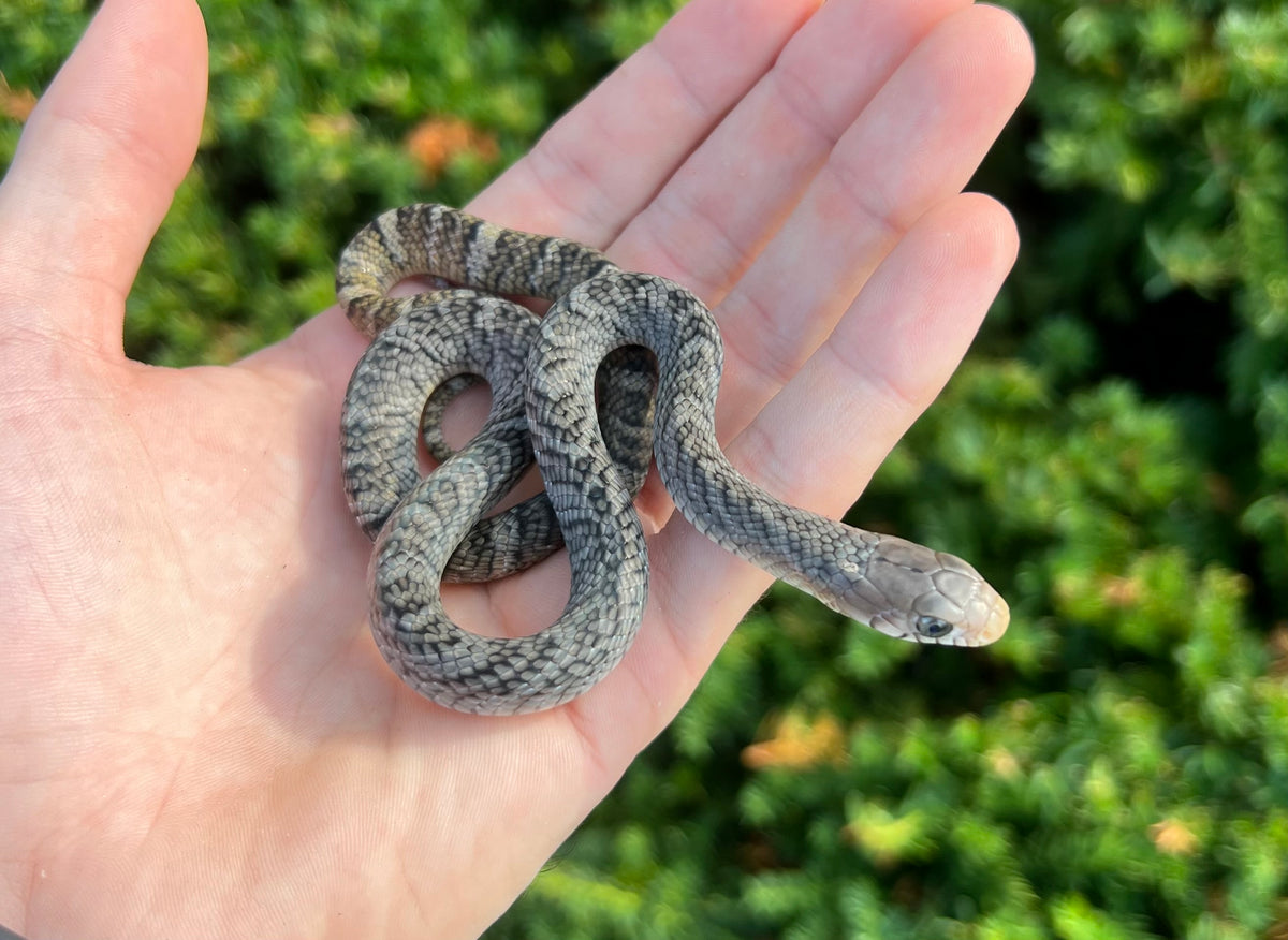 Baby YellowTailed Cribo (Male 3) Scales and Tails of Ohio