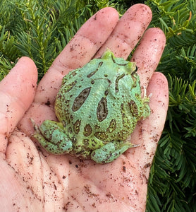 Juvenile Pac Man Frog (2)