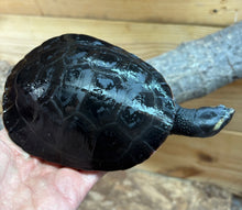 Load image into Gallery viewer, 5” Pink-Bellied Sideneck Turtle 100% het Albino