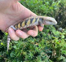 Load image into Gallery viewer, Baby Northern Blue Tongue Skink (4)