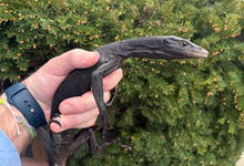 Load image into Gallery viewer, Adult Black Tree Monitor