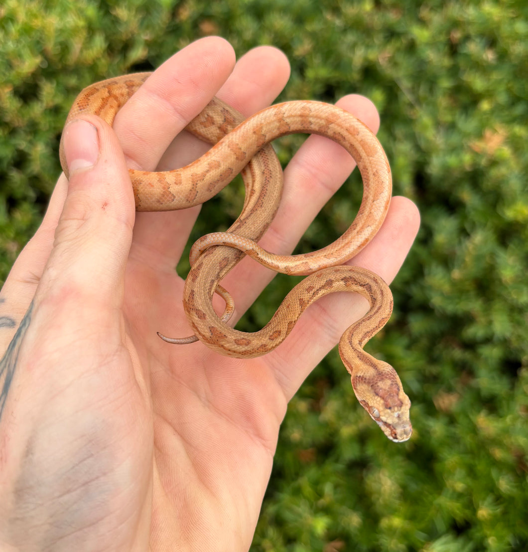 Baby Caramel Jaguar DH Albino/Granite Carpet Python (Female)