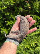 Load image into Gallery viewer, Juvenile Black Throat Monitor (5)