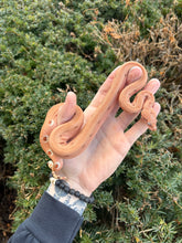 Load image into Gallery viewer, Baby Hypo Scoria het Sharp Albino Columbian Red-Tailed Boa Constrictor (Male)