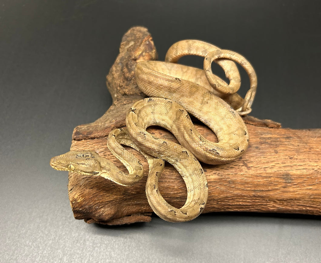 ‘Garden Phase’ Amazon Tree Boa (Male 3)