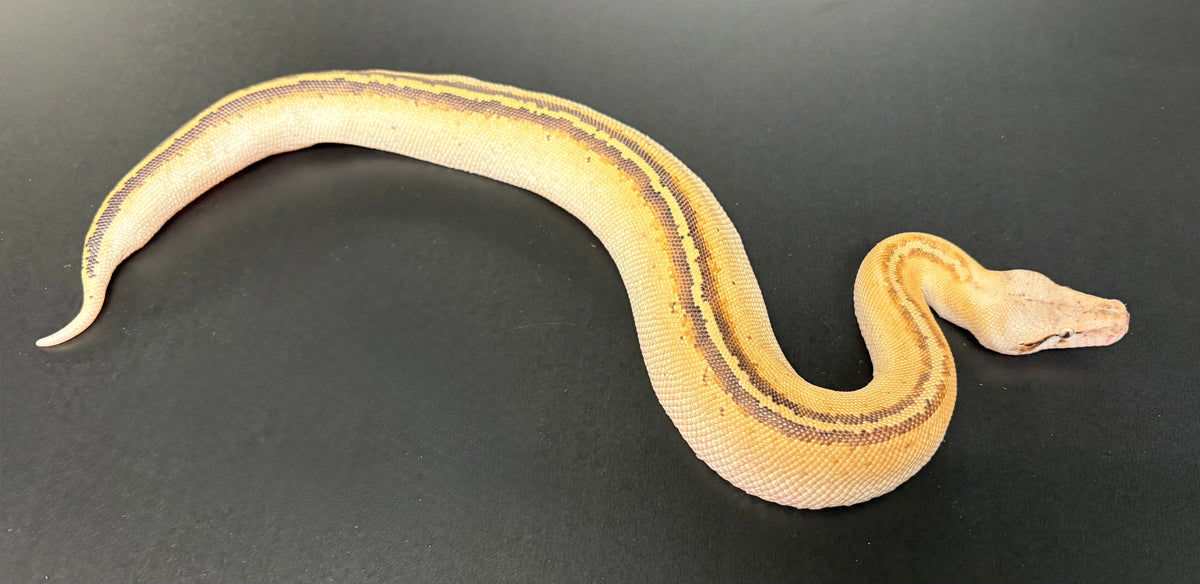 Blood Python Tail Patterns Baby Ivory Blood Python – Scales and Tails of Ohio