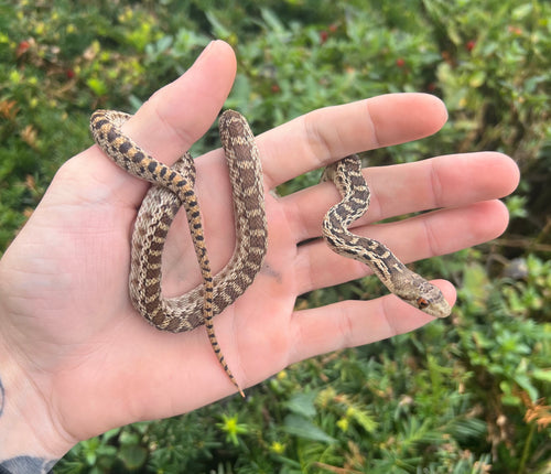 Baby Gopher Snake