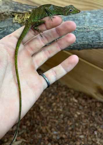 Other Lizards – Scales and Tails of Ohio