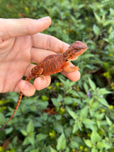 Load image into Gallery viewer, Baby ‘High-Red’ 50% Red Monster Bearded Dragon (1)