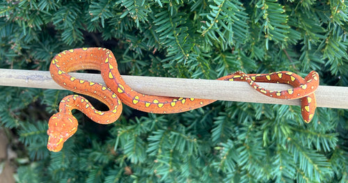 Baby Red Biak Green Tree Python (1)