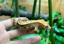 Load image into Gallery viewer, Adult Harlequin partial Pinstripe Crested Gecko (Female)