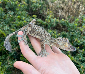 Adult Giant Leaf-tailed Gecko (Male 1)