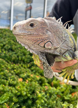 Load image into Gallery viewer, Adult Green Iguana (Male)