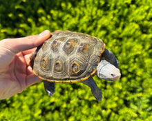 Load image into Gallery viewer, Adult Diamonback Terrapin (Male)