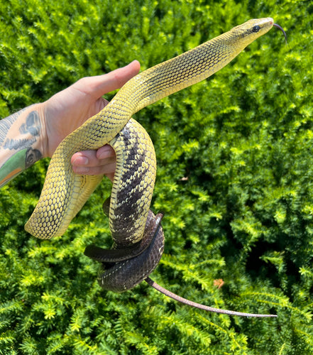 Adult Jansen’s Ratsnake (Male)