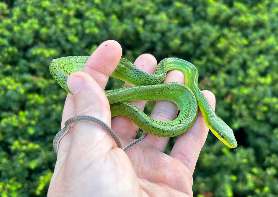 Juvenile Red-Tailed Green Ratsnake (Male)