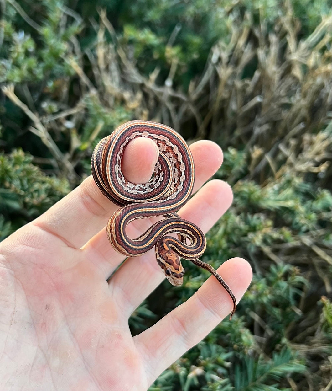 Baby Tessera Corn Snake