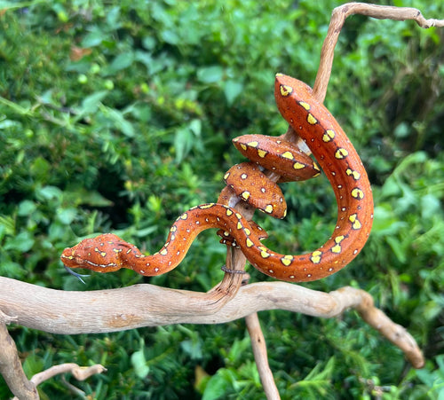 Baby Red Biak Green Tree Python (2)