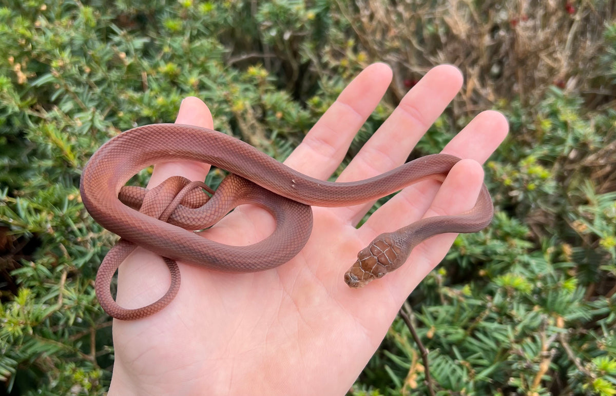 Scrub Python Faeces Baby Red Scrub Python (Male 4) – Scales and Tails of Ohio