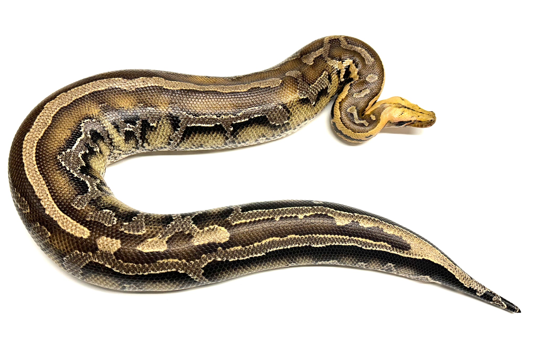 Borneo Python Vs Blood Python Adult Borneo Blood Python (Female) β Scales and Tails of Ohio