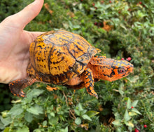 Load image into Gallery viewer, Adult ‘Extreme Orange’ Eastern Box Turtle (Male)