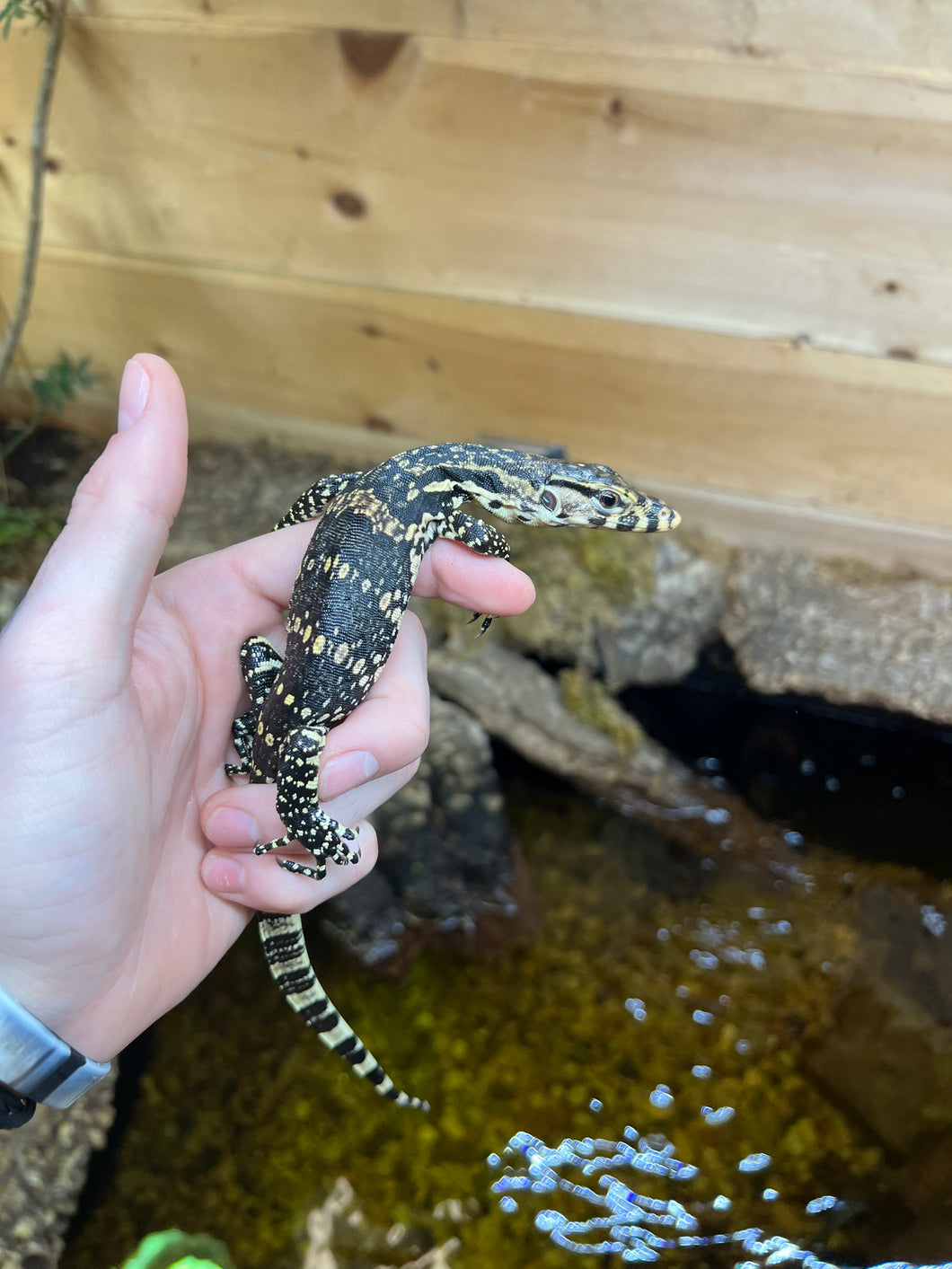 Baby Asian Water Monitor