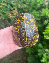 Load image into Gallery viewer, Adult Eastern Box Turtle (Female 3)
