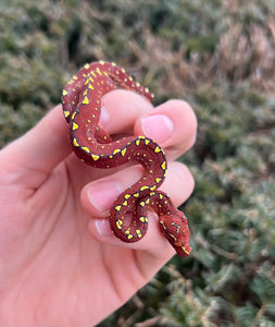 Baby Red/Maroon Biak Green Tree Python (1)