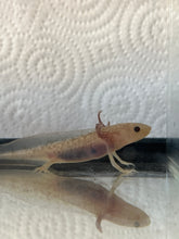 Load image into Gallery viewer, Axolotl