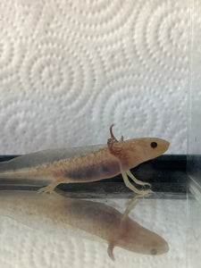 Axolotl