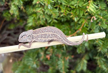 Load image into Gallery viewer, Adult Jeweled Chameleon (Pair 1)